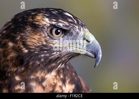 Femelle juvénile aigle bleu du Chili ou Black-chested-eagle buzzard Banque D'Images