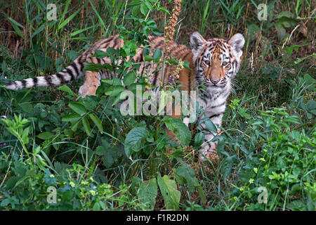 Amur Tiger Cub, quatre mois. Banque D'Images