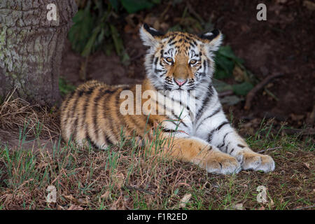 Quatre mois Amur Tiger Cub. Banque D'Images