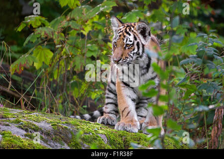 Quatre mois Amur Tiger Cub. Banque D'Images