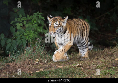 Amur Tiger Cub, âgé de 4 mois. Banque D'Images
