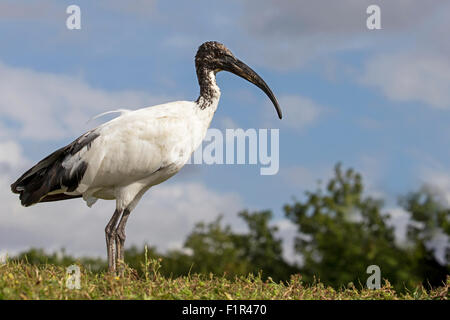 Ibis sacré africain Banque D'Images