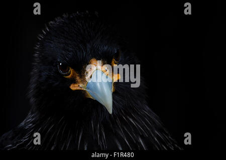 Caracara strié Banque D'Images