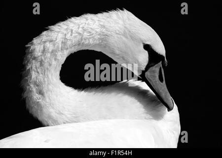 Swan, libre de Swan, chef de Swan, Swan dans un lac, le lac, la faune backgournd photo swan Banque D'Images