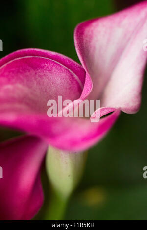 Cala Lily Banque D'Images