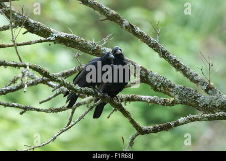 La jungle crow (Corvus macrorhynchos), est une espèce asiatique de crow. Banque D'Images