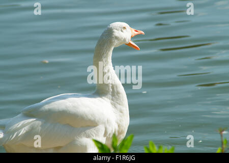 Canard, oie, spoonbill, cormoran, toucan, pelican closup, dans un lac, la photographie de la faune, mammifères, oasis de canard Banque D'Images