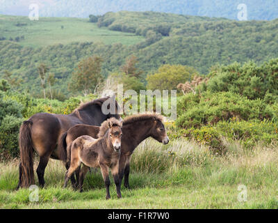 Poneys Exmoor, groupe familial. Somerset, Royaume-Uni. Banque D'Images