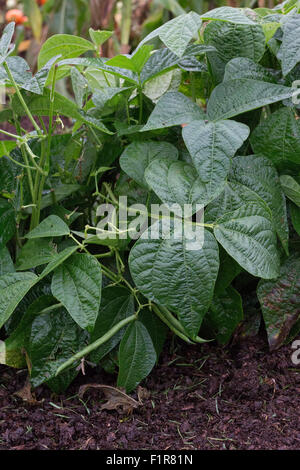 - Légumes Haricots Bush Banque D'Images