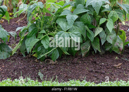 - Légumes Haricots Bush Banque D'Images