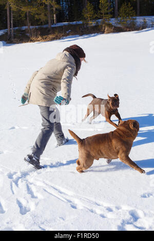 Femme jouant avec ses chiens sur une journée ensoleillée d'hiver. Vacances d'hiver, la notion de formation de chien Banque D'Images