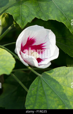 Blanc fleur rose centré Septembre du hardy hibiscus, Hibiscus sinosyriacus 'Autumn Surprise' Banque D'Images