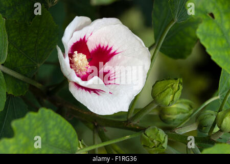 Blanc fleur rose centré Septembre du hardy hibiscus, Hibiscus sinosyriacus 'Autumn Surprise' Banque D'Images