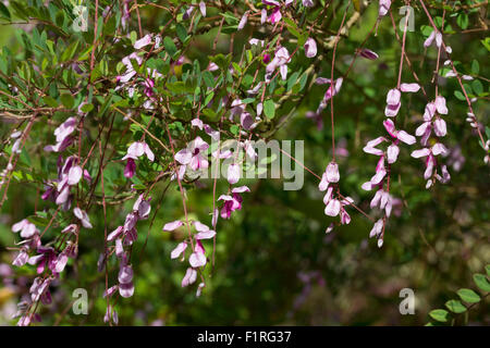 Fleurs pendantes de racèmes les pleurs indigo, Indigofera pendula, un arbuste rustique borderline Banque D'Images