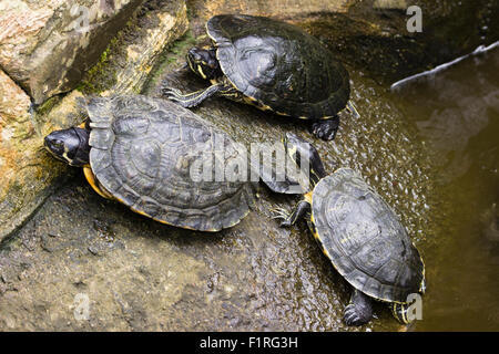 Secouru oreilles rouges ou rouge, les tortues d'eau Trachemys scripta elegans, sur le côté d'un étang dans un butterfly house Banque D'Images
