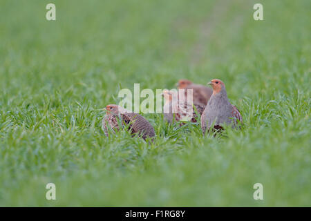 Troupeau de perdrix grise / Rebhuehner ( Perdix perdix ) assis dans un champ de blé vert en pose typique. Banque D'Images