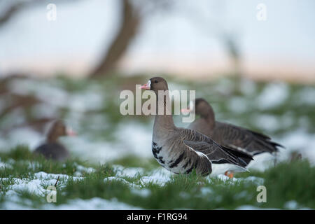 L'Arctique attentif des Oies rieuses / Blaessgaense ( Anser albifrons ), l''hiver, reposant sur des pâturages couverts de neige. Banque D'Images