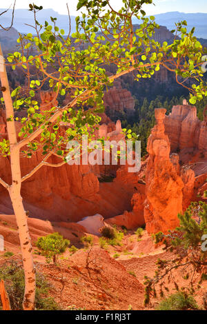 Vue du jardin de boucle Navajo Trail ci-dessous Sunset Point dans le Parc National de Bryce Canyon dans le sud-ouest de l'Utah Banque D'Images