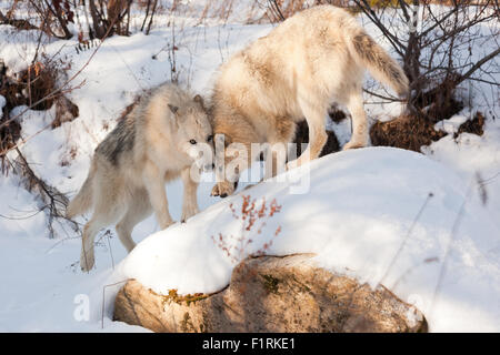 Deux Loups de bois et de l'Arctique de l'affection pour chaque mélange d'autres comme ils jouent sur un rocher couvert de neige. Banque D'Images