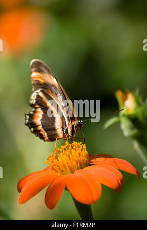 Un papillon noir et orange se repose avec les ailes repliées sur une fleur tithonia. Banque D'Images