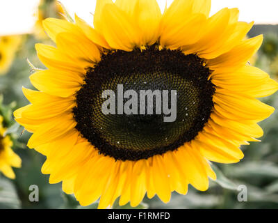 Close up of sunflower avec les gouttelettes d'eau sur le visage. Banque D'Images