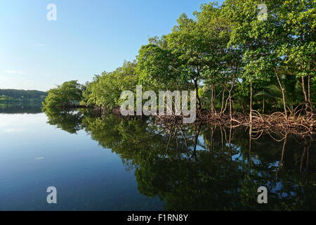 Mangroves le long du rivage reflète dans surface de l'eau de la mer des Caraïbes, Panama, Amérique Centrale Banque D'Images