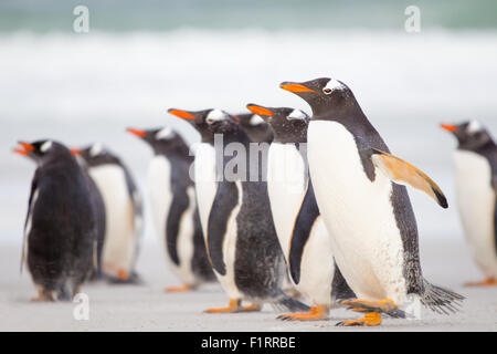 Les pingouins sur la plage avec la mer d'azur en arrière-plan. Îles Falkland. Banque D'Images