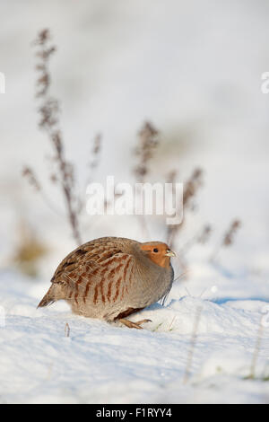 La perdrix grise / Rebhuhn attentif ( Perdix perdix ) dans l'environnement, couvertes de neige en hiver. Banque D'Images