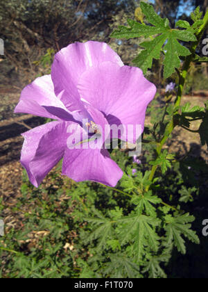 Kings Park, Perth, Australie occidentale. 6 Septembre, 2015. Fleurs sauvages commencent à fleurir partout à travers l'état, y compris cette Alyogyne huegelii lilas (Hibiscus) dans des jardins plantés de ce mois de festival de fleurs sauvages annuelles à King's Park. À cette époque de l'année les touristes du monde entier affluent à l'ouest de l'Australie - un haut lieu mondial de la biodiversité végétale - pour voir des centaines de fleurs indigènes ne trouve nulle part ailleurs sur Terre. Credit : Suzanne de Long/Alamy Live News Banque D'Images