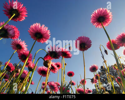 Kings Park, Perth, Australie occidentale. 6 Septembre, 2015. Fleurs sauvages commencent à fleurir partout à travers l'état, y compris ces rose et blanche de marguerites (Rhodanthe éternel geometrina) dans des jardins plantés de ce mois de festival de fleurs sauvages annuelles à King's Park. À cette époque de l'année les touristes du monde entier affluent à l'ouest de l'Australie - un haut lieu mondial de la biodiversité végétale - pour voir des centaines de fleurs indigènes ne trouve nulle part ailleurs sur Terre. Credit : Suzanne de Long/Alamy Live News Banque D'Images