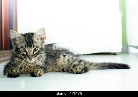 Portrait d'un petit chat tigré se trouvant sur le plancher piscine comme bel animal Banque D'Images