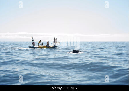 Des dauphins au large de la côte de Tenerife, Espagne avec les touristes en bateaux sur la mer Banque D'Images