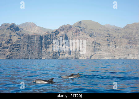 Des dauphins au large de la côte de Tenerife, Espagne avec les touristes en bateaux sur la mer Banque D'Images