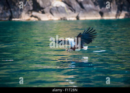 Poissons d'Afrique blanche (Haliaeetus vocifer) poisson chasse, Nkhata Bay, le lac Malawi, Malawi, Afrique Banque D'Images