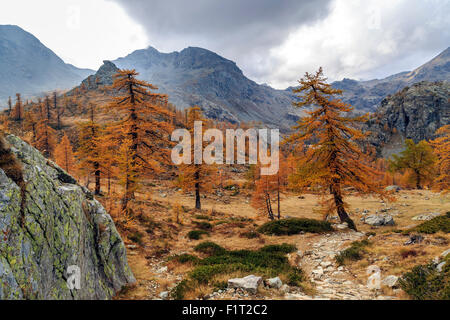 Paysage d'Automne au Parc Naturel du Mont Avic, vallée d'Aoste, Graian Alps, Italy, Europe Banque D'Images