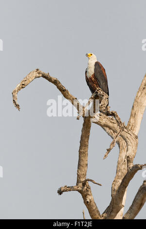 L'African Fish Eagle Banque D'Images