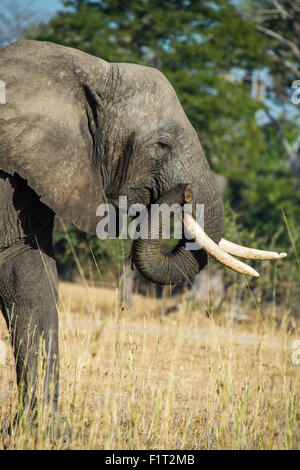 Bush africain elephant (Loxodonta africana), le Parc National de Liwonde, Malawi, Afrique Banque D'Images