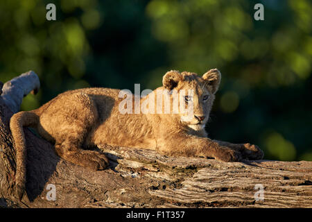 Lion (Panthera leo) cub sur un tronc d'arbre abattu, le cratère du Ngorongoro, en Tanzanie, Afrique de l'Est, l'Afrique Banque D'Images