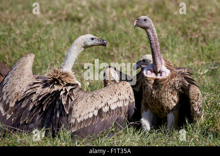 Ruppells vautours fauves (Gyps rueppellii), le cratère du Ngorongoro, en Tanzanie, Afrique de l'Est, l'Afrique Banque D'Images