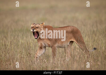 Lioness (Panthera leo) Le bâillement dans l'herbe haute, le Parc National du Serengeti, Tanzanie, Afrique orientale, Afrique du Sud Banque D'Images