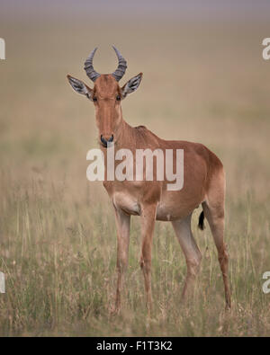 Bubale de coke (Alcelaphus buselaphus cokii), Parc National de Serengeti, Tanzanie, Afrique orientale, Afrique du Sud Banque D'Images