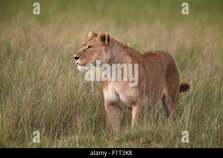 Lion (Panthera leo) femmes (lionne) dans l'herbe haute, le Parc National du Serengeti, Tanzanie, Afrique orientale, Afrique du Sud Banque D'Images