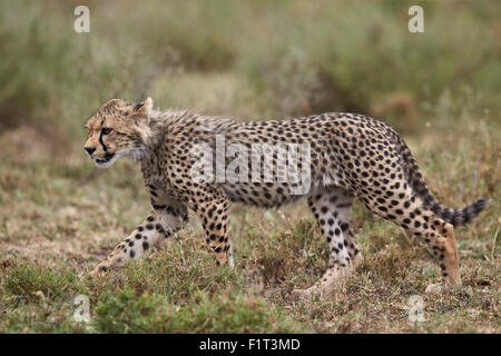 Le Guépard (Acinonyx jubatus) cub, le Parc National du Serengeti, Tanzanie, Afrique orientale, Afrique du Sud Banque D'Images