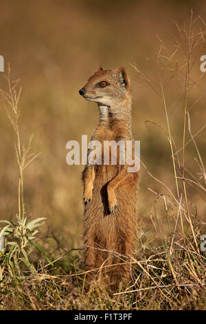 (Cynictis penicillata mangouste jaune) Prairie-dogging, Mountain Zebra National Park, Afrique du Sud, l'Afrique Banque D'Images