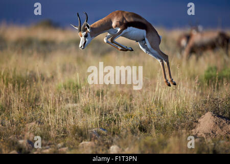 Le Springbok (Antidorcas marsupialis) buck jaillissant ou saut, Mountain Zebra National Park, Afrique du Sud, l'Afrique Banque D'Images