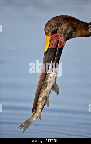 Saddle-billed stork (Ephippiorhynchus senegalensis) avec un poisson, Kruger National Park, Afrique du Sud, l'Afrique Banque D'Images