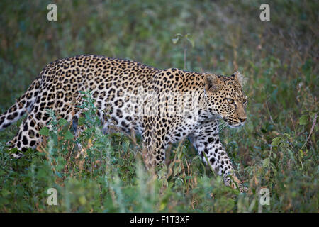 Leopard (Panthera pardus), Ngorongoro Conservation Area, UNESCO World Heritage Site, Serengeti, Tanzanie, Afrique orientale, Afrique du Sud Banque D'Images