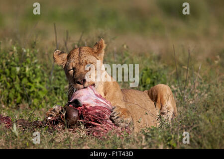 Lioness (Panthera leo) à une carcasse de gnou, Ngorongoro Conservation Area, UNESCO World Heritage Site, Serengeti, Tanzanie Banque D'Images