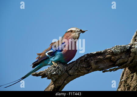 Lilac-breasted roller (Coracias caudata) avec un insecte, la Ngorongoro Conservation Area, l'UNESCO, Serengeti, Tanzanie Banque D'Images