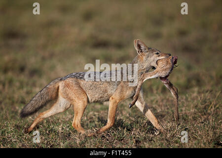 Le chacal à dos noir portant un demi-veau la gazelle de Thomson, Ngorongoro Conservation Area, l'UNESCO, Serengeti, Tanzanie Banque D'Images